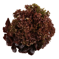 Fancy Red Lettuce (ea)