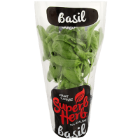 Basil in Large Pot (1pk)