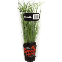 Living Chives (1pk)