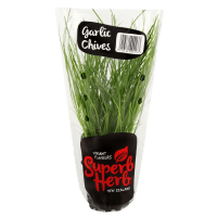 Garlic Chive Pot. (1pk)