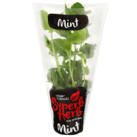 Mint Pot (ea)