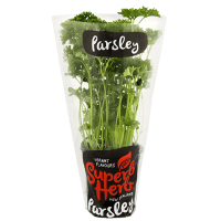Parsley Pot (1pk)