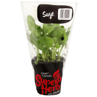 Sage Pot (ea)