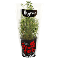 Thyme (ea)
