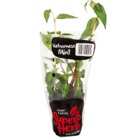 Vietnamese Mint (1pk)