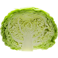 Green Cabbage Half (ea)