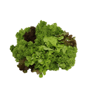 Fancy Green Lettuce (ea)