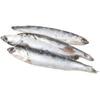 US Whole Anchovies (Prefrozen) (kg)