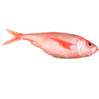 NZ Whole Ruby Fish (kg)