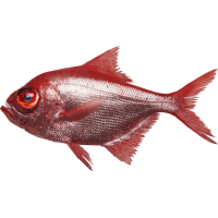 Whole Alfonsino Gutted (kg)