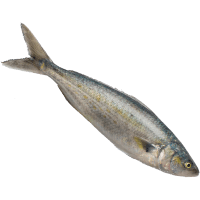 NZ Kahawai Whole (kg)