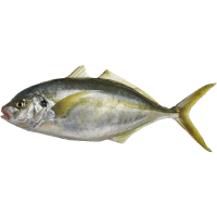 Whole Trevally (kg)
