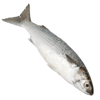Whole Grey Mullet (kg)