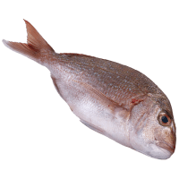 NZ Whole Red Snapper (kg)