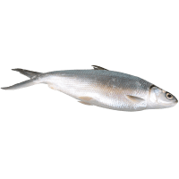 Whole Milk Fish (Prefrozen) (kg)