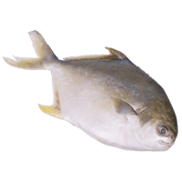 Whole Golden Pompano (Prefrozen) (kg)
