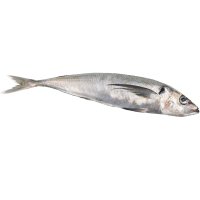 NZ Whole Mackeral Jack (kg)