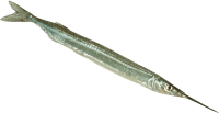 NZ Whole Piper Garfish (kg)