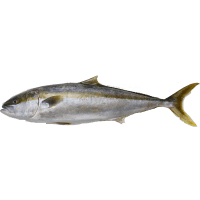 Whole Kingfish (kg)