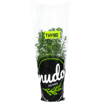 Nudo Medium Herb Plant (1pk)