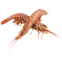 Whole Red Raw Prawns (Prefrozen) (kg)