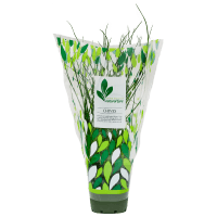 Potted Plant Chives (1pk)