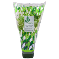 Potted Plant Lemon Basil (1pk)