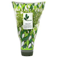 Potted Plant Oregano (1pk)
