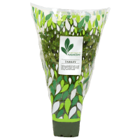Potted Plant Parsley (1pk)