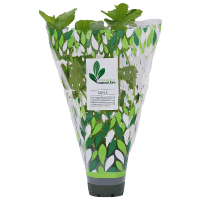 Potted Plant Mint (1pk)
