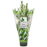 Potted Plant Rosemary. (1pk)