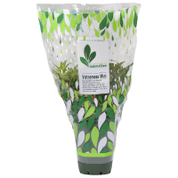Potted Plant Vietnamese Mint (1pk)