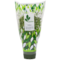 Potted Plant Thyme (1pk)