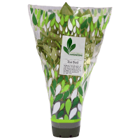Potted Plant Thai Basil (1pk)
