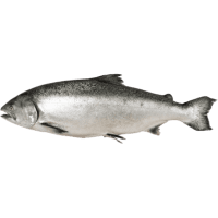 NZ Whole Salmon Gilled And Gutted (Prefrozen) (kg)