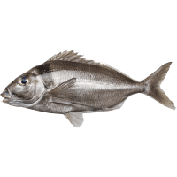 NZ Whole Terakihi (Prefrozen) (kg)