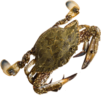 Whole Large Mud Crab Frozen (kg)