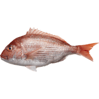 Whole Snapper Gilled & Gutted (kg)