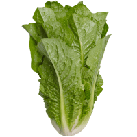 Romaine Lettuce (1pk)