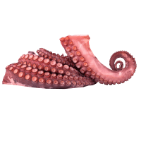 Octopus Tentacles (kg)