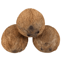 Coconut (1pk)