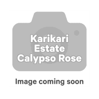 Calypso Rose (750ml)