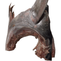 Fins / Collars Tuna (kg)