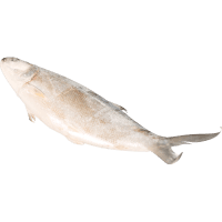 Frozen Whole Milk Fish (kg)