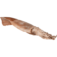 Whole Frozen Squid (kg)