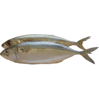 Whole Round Indian Mackerel (kg)