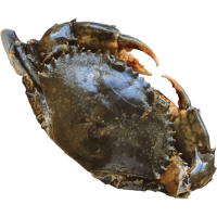 Whole Madasgar 300-500 Mud Crab (5kg)