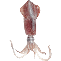 Loligo Squid Whole 15-20cm (5kg)