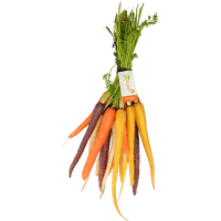 Coloured Bunch Carrots (1pk)