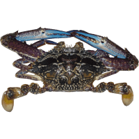 Whole Blue Swimming Crab (kg)